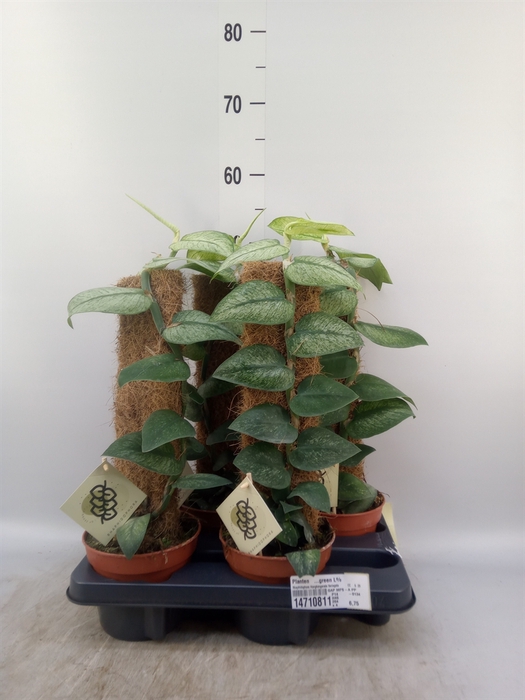 <h4>Planten   ...green L%</h4>