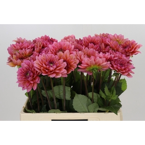 Dahlia Salmon Runner