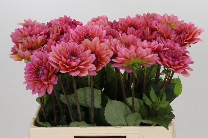 <h4>Dahlia Salmon Runner</h4>