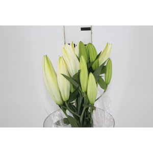 LIRIO ORIENTAL MONTENEU 060 CM HT 3/4 FLS BRANCO