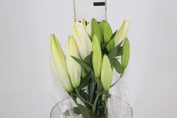 <h4>LIRIO ORIENTAL MONTENEU 060 CM HT 3/4 FLS BRANCO</h4>