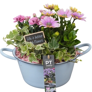 PTPP6846 Arrangement Patio in metalen schaal