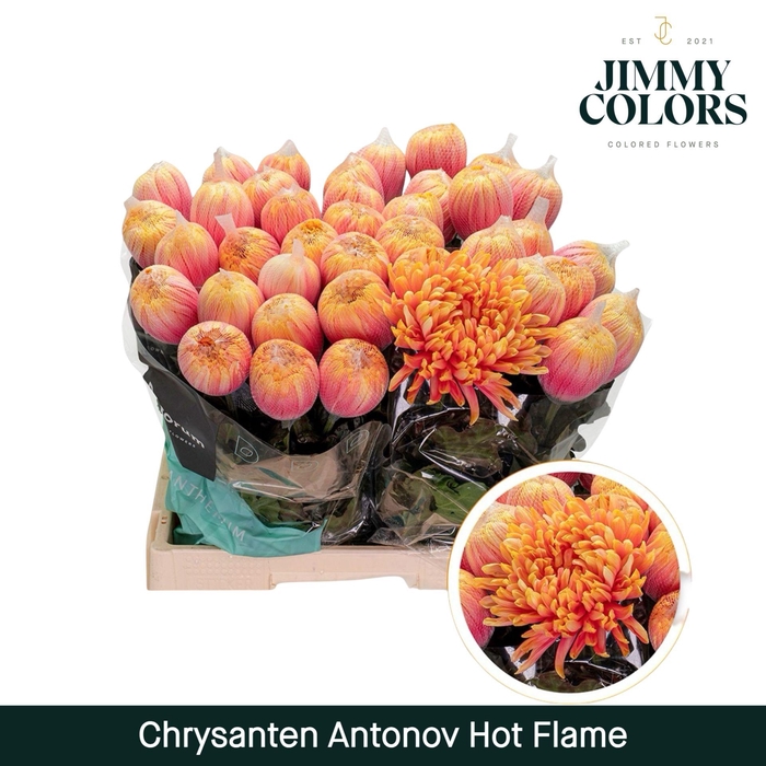 <h4>Chr G Antonov Hot flame</h4>