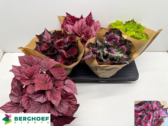 <h4>BEG BEL GEM</h4>