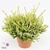 CALLU BL ANOUK