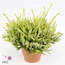 CALLU BL ANOUK