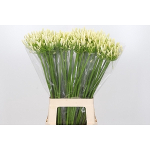 Agapanthus Eyfori White