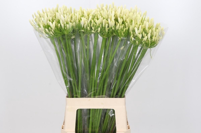 <h4>Agapanthus Eyfori White</h4>