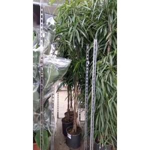 Ficus binn. 'Alii'