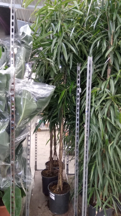 <h4>Ficus binn. 'Alii'</h4>