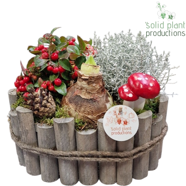 <h4>AOH004 Amaryllis O Bologna Large Grey</h4>