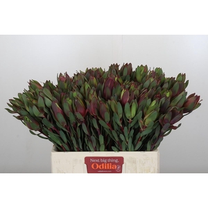 Leucadendron Senorita