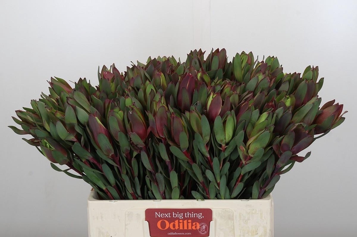 <h4>Leucadendron Senorita</h4>