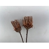 Dried Protea Lancelot 2pcs Bunch