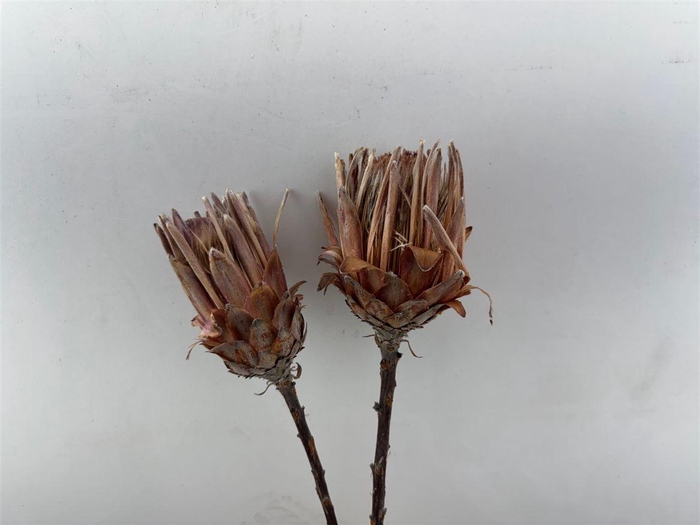 Dried Protea Lancelot 2pcs Bunch