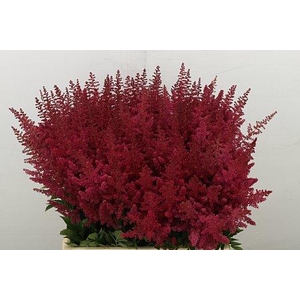ASTILBE PAUL GAARDER