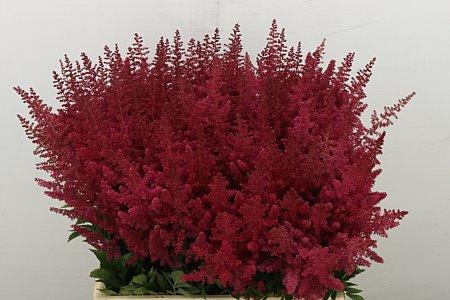 <h4>ASTILBE PAUL GAARDER</h4>