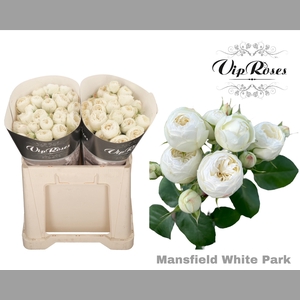 R TR MANSFIELD WHITE PARK 577