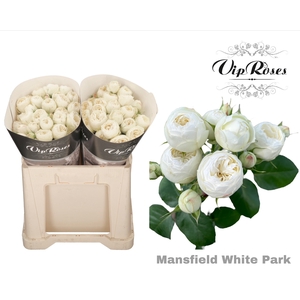 R TR MANSFIELD WHITE PARK 577