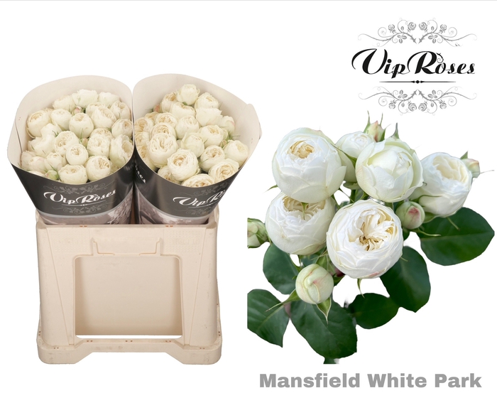 R TR MANSFIELD WHITE PARK