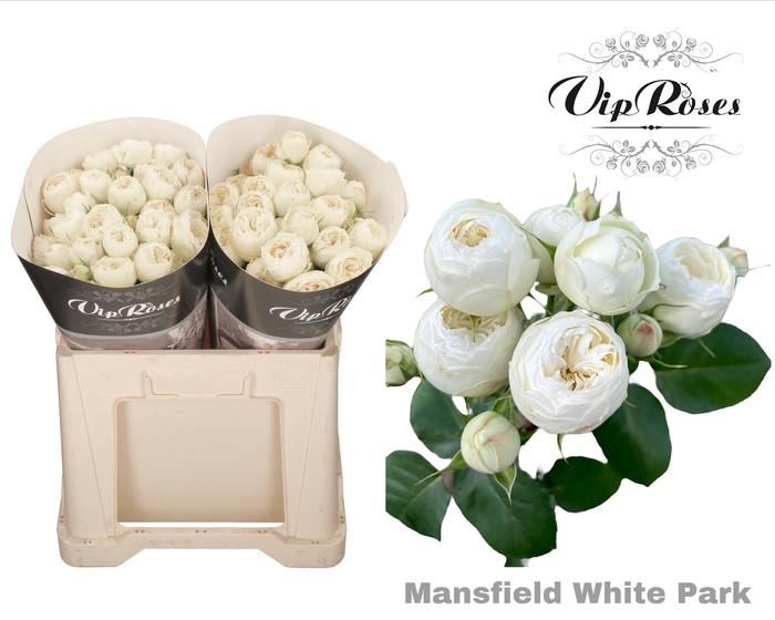 <h4>R TR MANSFIELD WHITE PARK 577</h4>