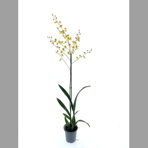 ONCIDIUM OV