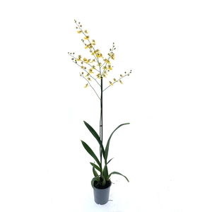 ONCIDIUM OV