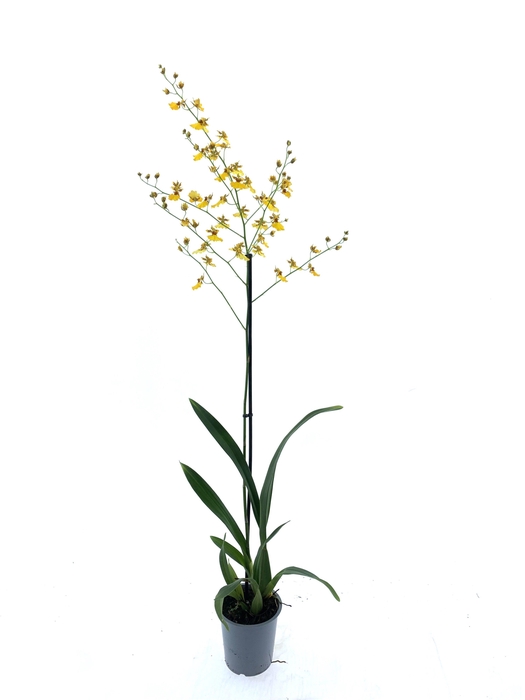 <h4>ONCIDIUM OV</h4>