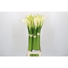 Zantedeschia Eydolls White