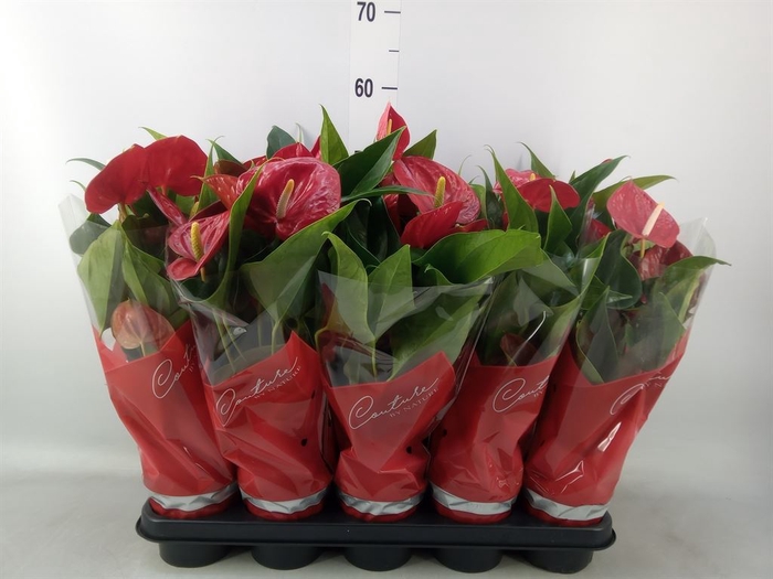 <h4>Anthurium andr. 'Success Red'</h4>