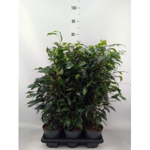 Ficus benja. 'Danielle'