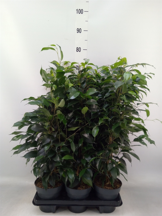 <h4>Ficus benja. 'Danielle'</h4>