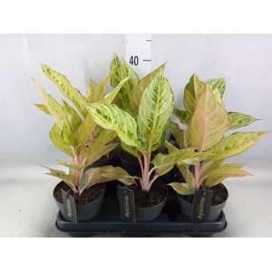 Aglaonema   ...