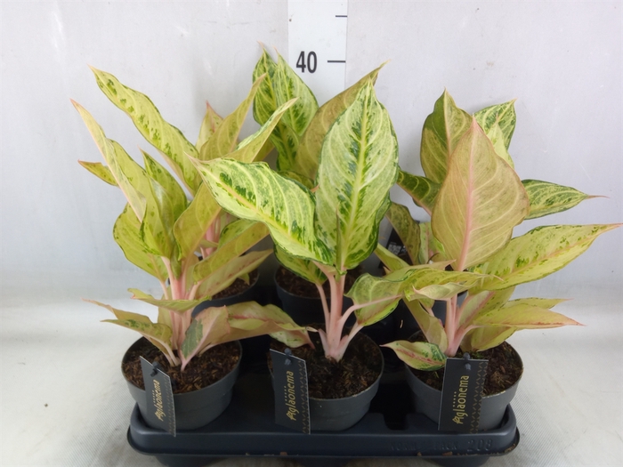 <h4>Aglaonema   ...</h4>