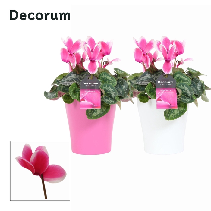 <h4>Cyclaam Lovely Moments in Ompot Amy (Decorum)</h4>