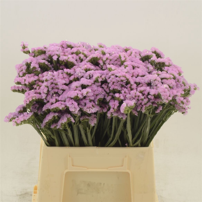 <h4>Statice Pretty Wings</h4>