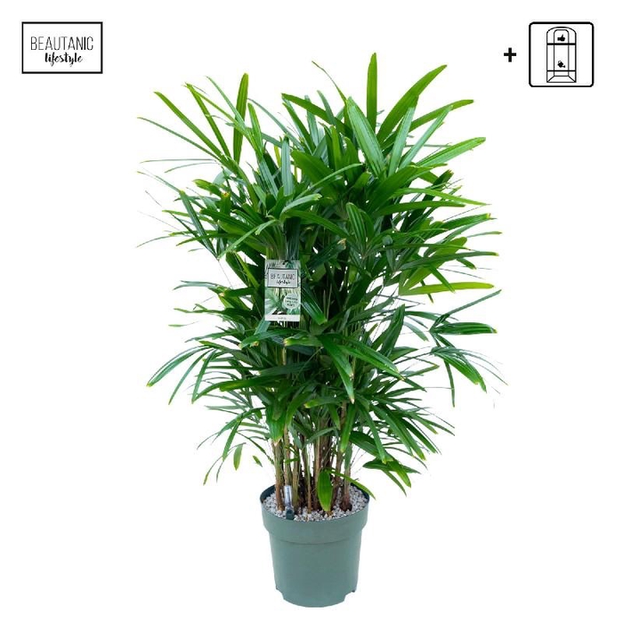 <h4>Rhapis excelsa Beautanic</h4>