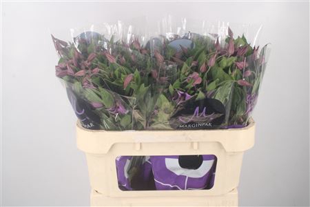 <h4>Clematis Amazing Rome Purple</h4>