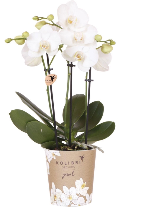 <h4>Kolibri Orchids Phalaenopsis Jewel white 3spike</h4>