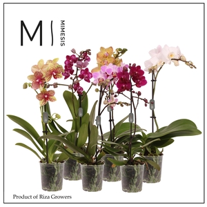 Phalaenopsis Mix 1 spike – 9cm | Mimesis