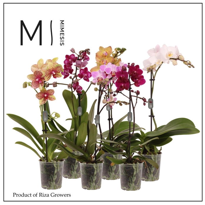 <h4>Phalaenopsis Mix 1 spike – 9cm | Mimesis</h4>