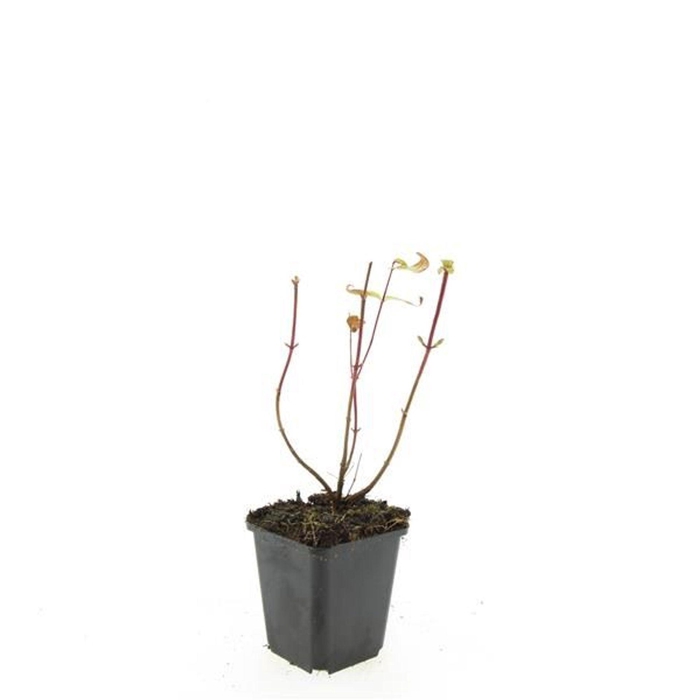 Hypericum x inodorum Rheingold