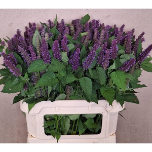 AGASTACHE OV