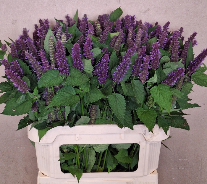 <h4>AGASTACHE OV</h4>
