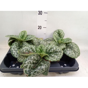 Primulina dryas 'Pretty Turtle'