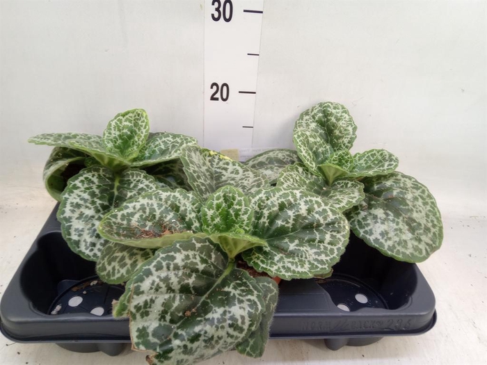 <h4>Primulina dryas 'Pretty Turtle'</h4>