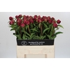 Paeonia Paul M. Wild
