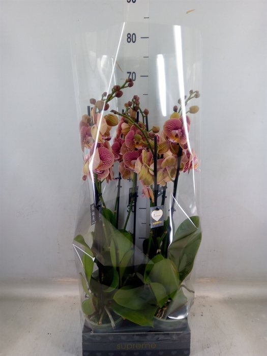 <h4>Phalaenopsis   ...white</h4>