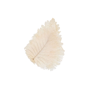 Dry Bleached Caban Leaves 30x22cm