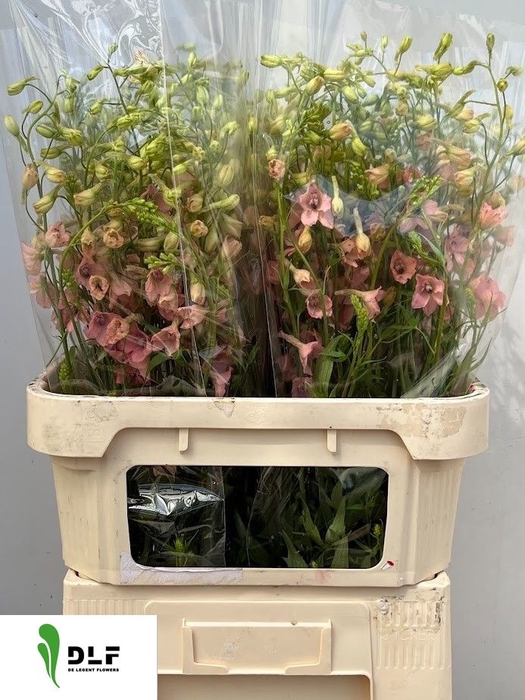 <h4>DELPH EN PINK SENSAT</h4>